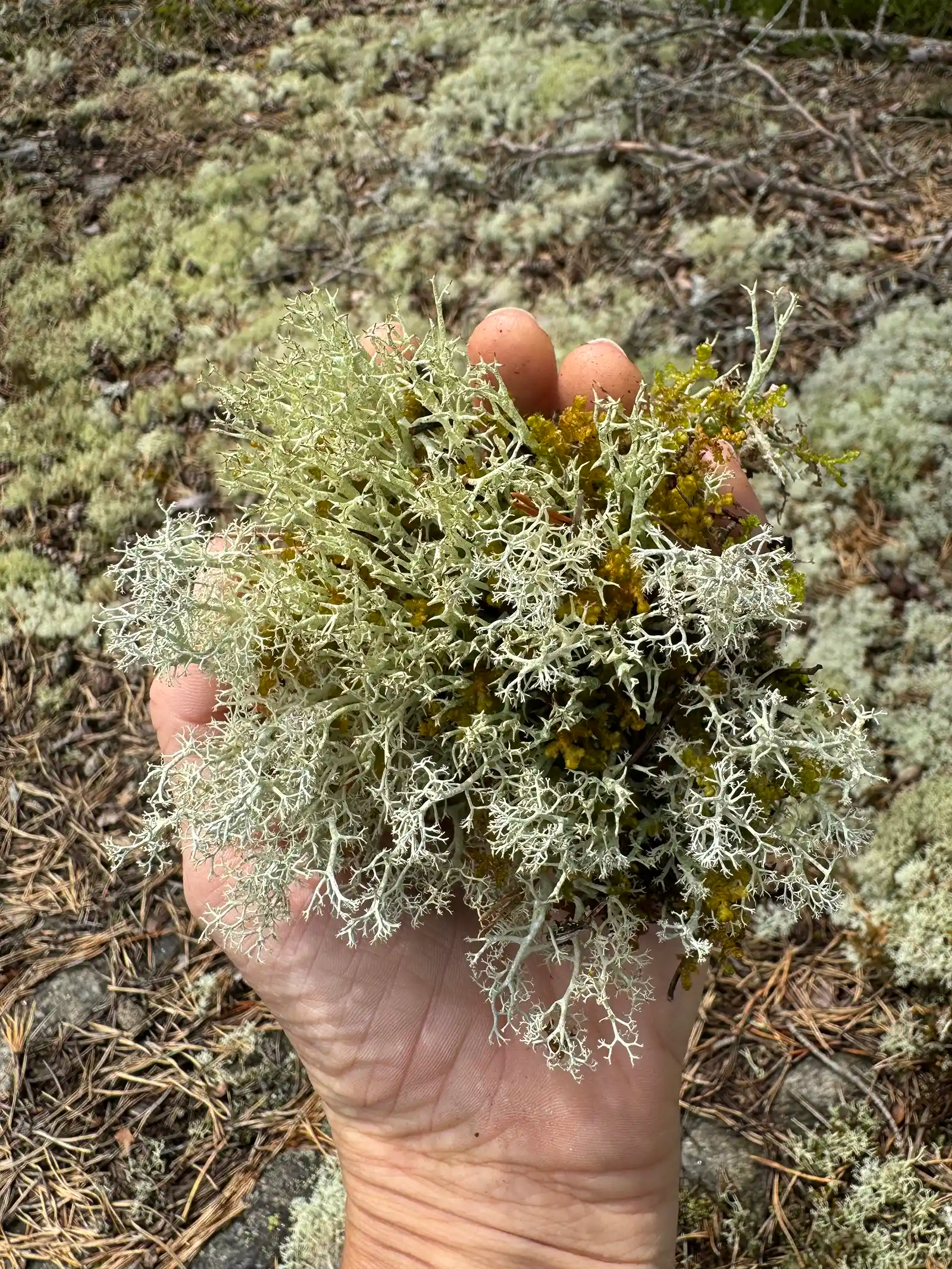 Flechten Anita Zumbuehl 2025